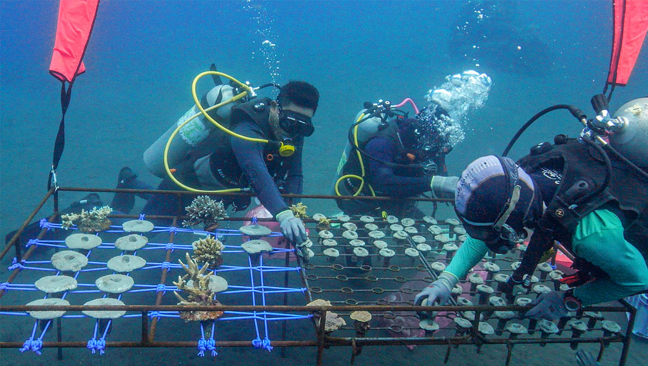 coral_gardener