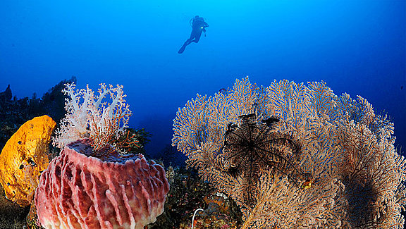 dive
