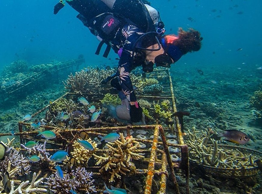 amed-coral-nursery